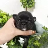 チワワ(ロング)