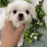 ペキニーズ