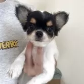 チワワ(ロング)