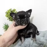 チワワ(ロング)