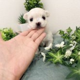 チワマル(マルチーズ×チワワ)