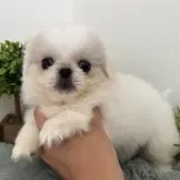 ペキニーズ