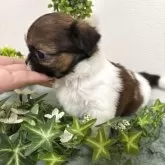 ミックス(チワワ×シーズー)【和歌山県・男の子・2025年9月29日・ホワイト&ゴールド】の写真3