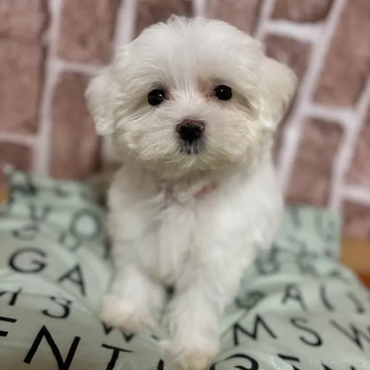 ID:2407-04843の子犬