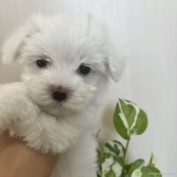 ID:2407-04840の子犬