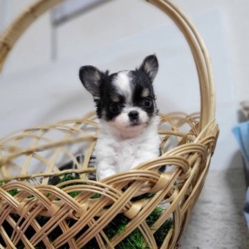 チワワ(ロング)【和歌山県・男の子・2023年4月27日・トライ】の写真「可愛い男の子」