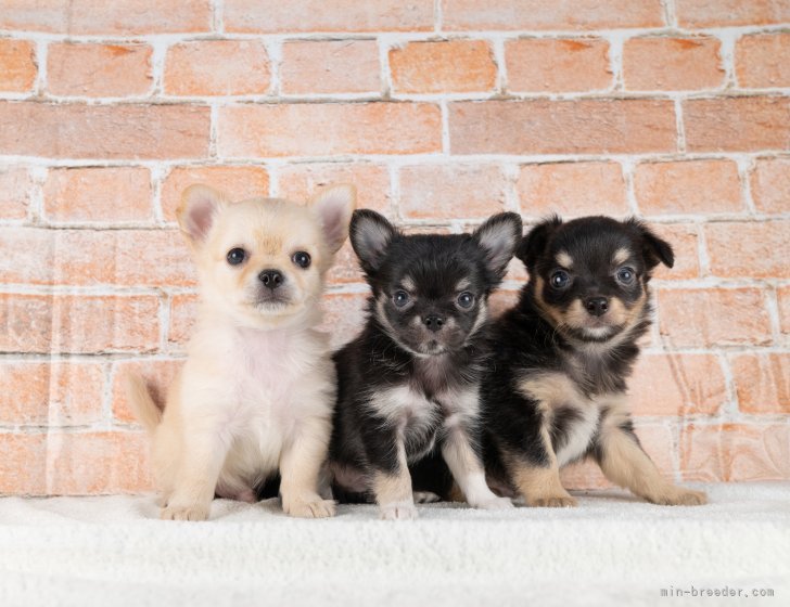 いろんなわんちゃん大集合💞あなたのかわいい家族がきっと見つかる✨｜峯岸　歩夢(みねぎし　あゆむ)ブリーダー(岐阜県・トイプードルなど・JKC登録)の紹介写真1