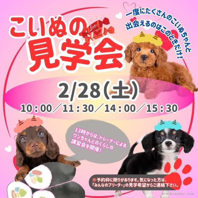 峯岸歩夢ブリーダーのブログ：春を迎える前に…あなたにぴったりの小さな家族を探しませんか？💖