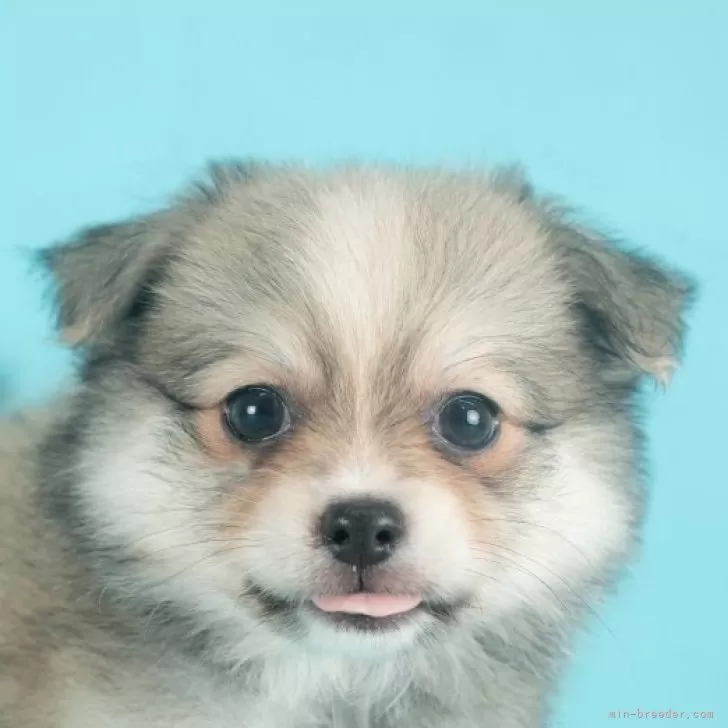ID:2507-02408の子犬