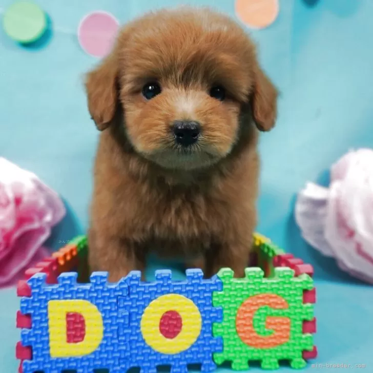 Y.A 様のお迎えした子犬
