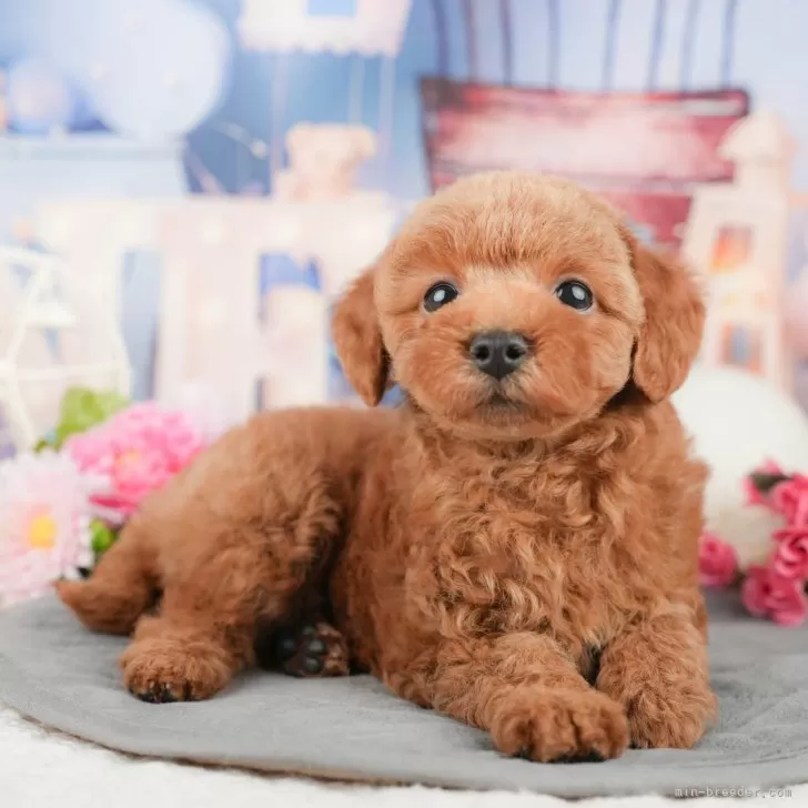 TK 様のお迎えした子犬