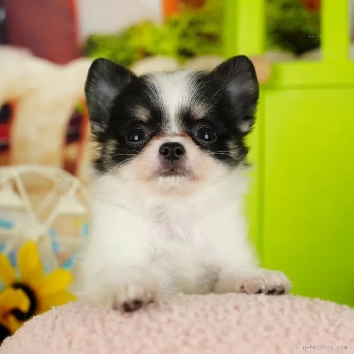 ID:2501-03255の子犬