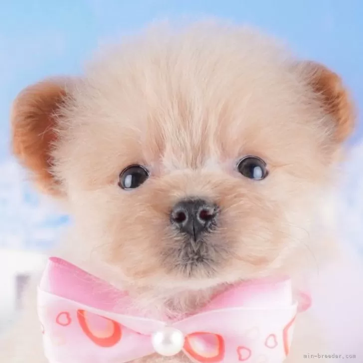 S.N 様のお迎えした子犬