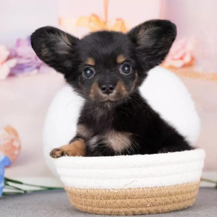 C.M 様のお迎えした子犬