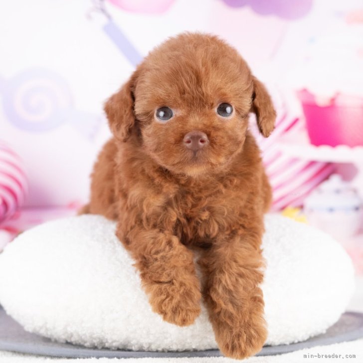 ブリーダー画像