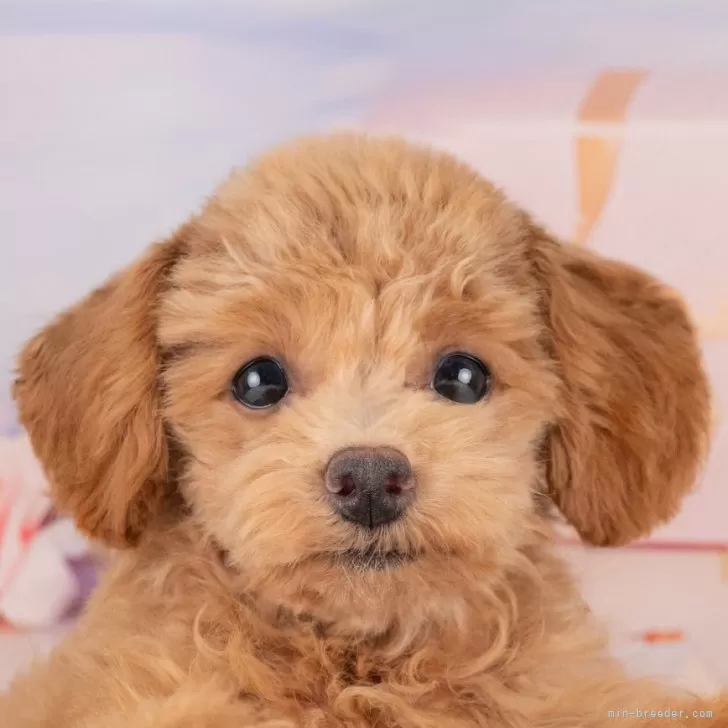 seiko 様のお迎えした子犬
