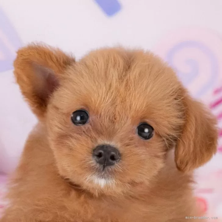 ID：2507-08623の子犬