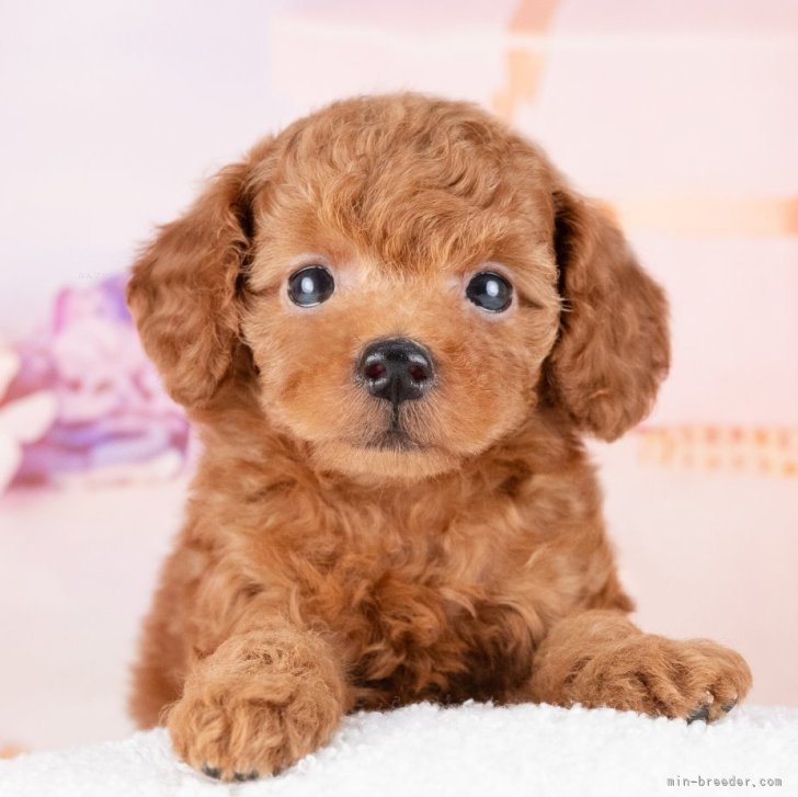 ブリーダー画像