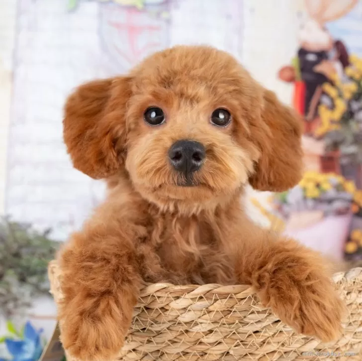 ID：2507-00829の子犬