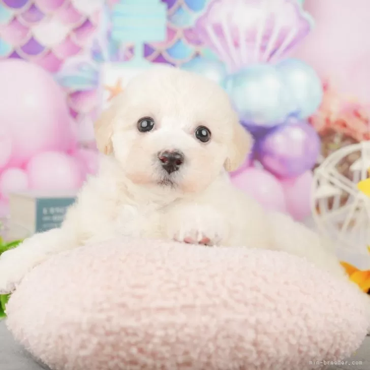 chacha-maru 様のお迎えした子犬