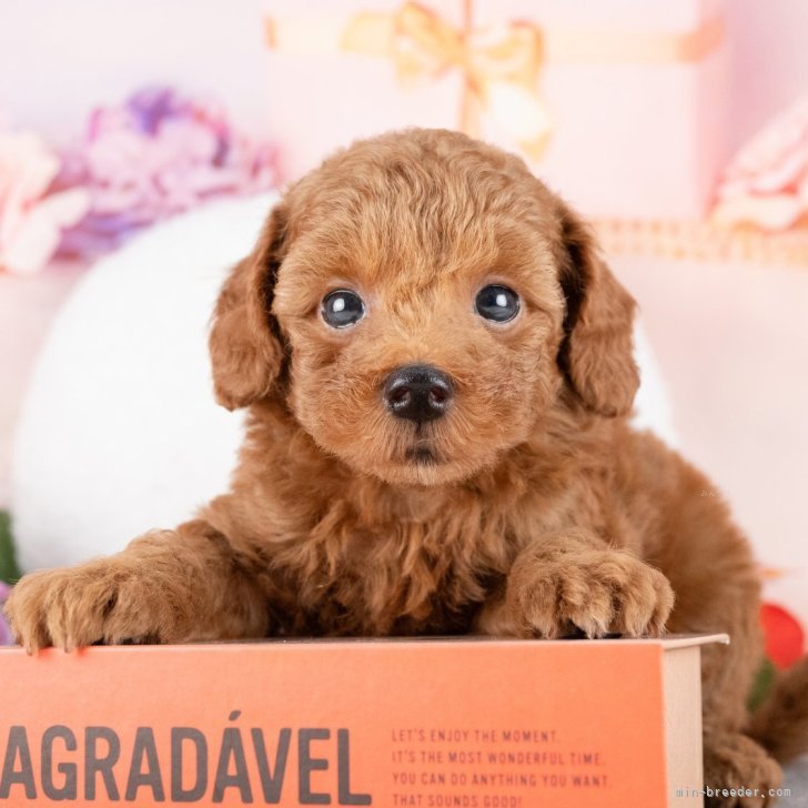 ブリーダー画像