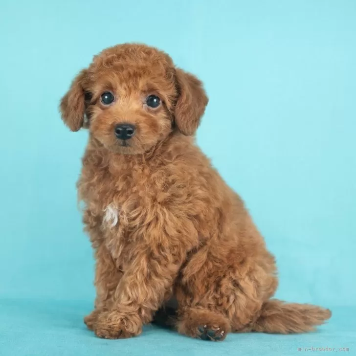 T.U 様のお迎えした子犬