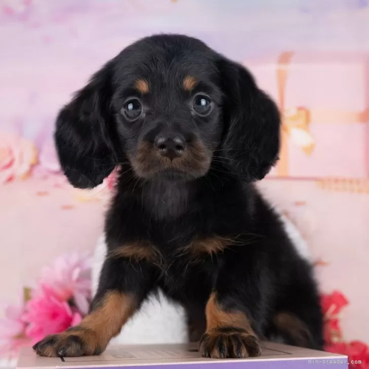 ミニチュアダックスフンド(ロング)【岐阜県・女の子・2025年9月28日・ブラック&amp;タン】の写真1「マイクロチップ・接種済みワクチン・健康診断込みの総額です🐶💉」