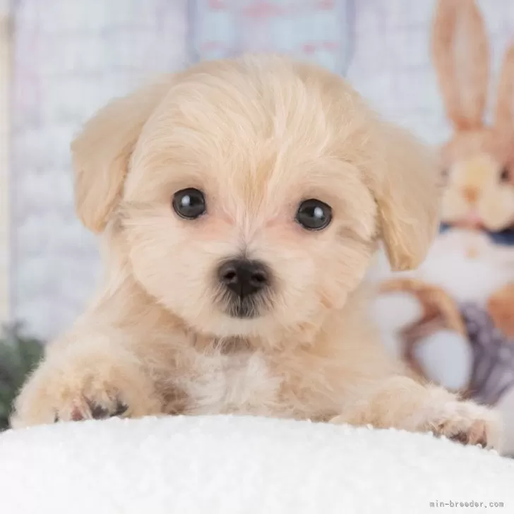 ID:2508-00101の子犬