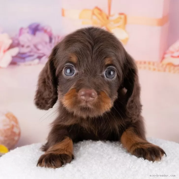 K.H 様のお迎えした子犬