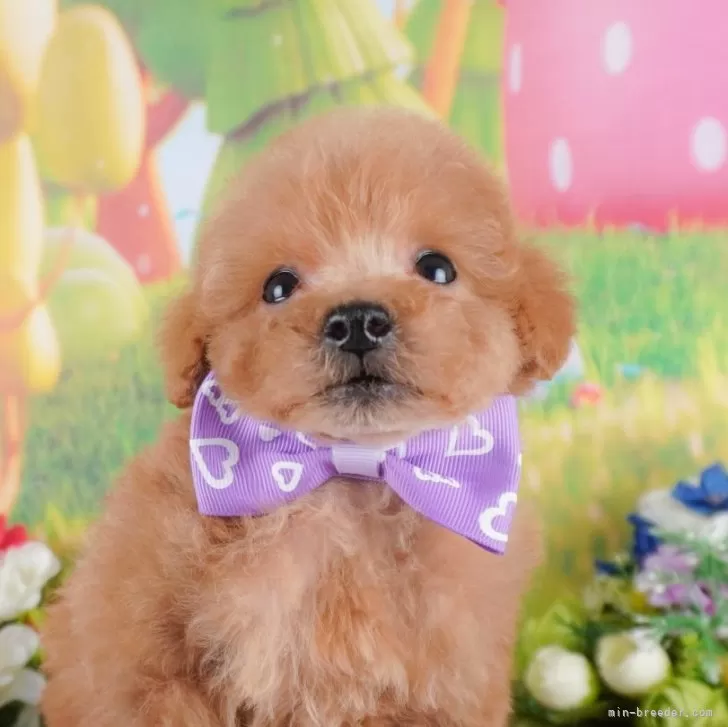 ID：2501-06972の子犬