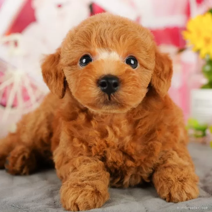 ID:2501-01023の子犬