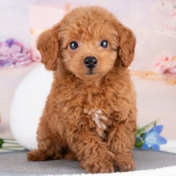 トイプードル(トイ)【岐阜県・男の子・2025年7月2日・レッド】の写真「9/28㈰ワンちゃん大集合見学会開催🎉」
