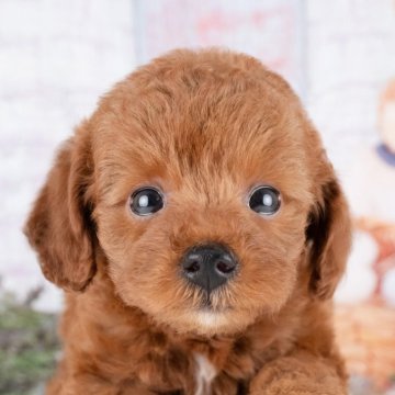 トイプードル(トイ)【岐阜県・女の子・2025年8月2日・レッド】の写真「10/11㈯ワンちゃん大集合見学会開催🎉」