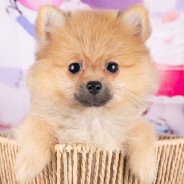 ポメラニアン【岐阜県・女の子・2025年6月24日・オレンジセーブル】の写真「10/11㈯ワンちゃん大集合見学会開催🎉」
