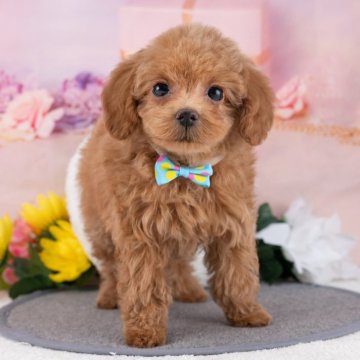 トイプードル(タイニー)【岐阜県・女の子・2025年11月25日・レッド】の写真「💞健康診断済みで安心お迎え💞」