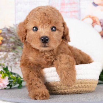トイプードル(トイ)【岐阜県・女の子・2025年8月3日・レッド】の写真「9/28㈰ワンちゃん大集合見学会開催🎉」