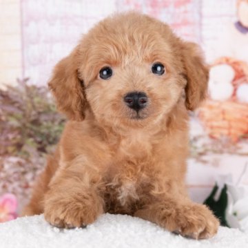 トイプードル(トイ)【岐阜県・女の子・2025年9月23日・レッド】の写真「12/13㈯・28㈰ワンちゃん大集合見学会開催🎉」