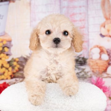 トイプードル(トイ)【岐阜県・女の子・2025年9月25日・クリーム】の写真「12/13㈯・28㈰ワンちゃん大集合見学会開催🎉」