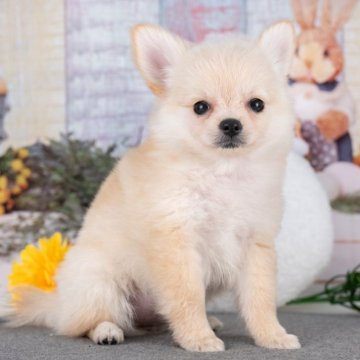 ポメチワ(ポメラニアン×チワワ)【岐阜県・女の子・2025年6月29日・クリーム】の写真「9/28㈰ワンちゃん大集合見学会開催🎉」
