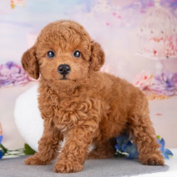 トイプードル(トイ)【岐阜県・男の子・2025年7月10日・レッド】の写真「9/13㈯28㈰ワンちゃん大集号見学会開催🎉」