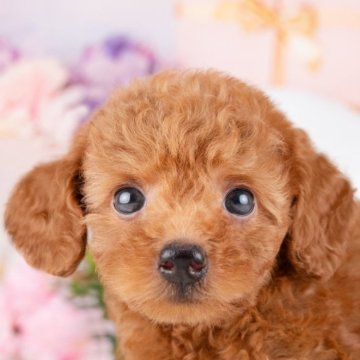 トイプードル(トイ)【岐阜県・女の子・2025年7月20日・レッド】の写真「9/28㈰ワンちゃん大集合見学会開催🎉」