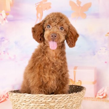 トイプードル(トイ)【岐阜県・男の子・2025年5月13日・レッド】の写真「10/11㈯ワンちゃん大集合見学会開催🎉」