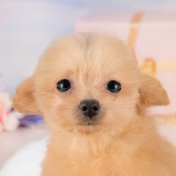 ポメプー(ポメラニアン×トイプードル)【岐阜県・女の子・2025年5月15日・オレンジ】の写真「9/28㈰ワンちゃん大集合見学会開催🎉」