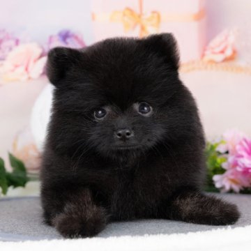 ポメラニアン【岐阜県・女の子・2025年6月28日・ブラック】の写真「ブリーダーアワード岐阜県No1！当日見学OK✨」
