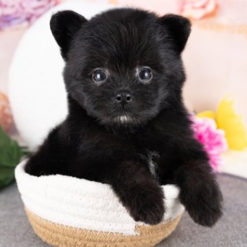 ポメプー(ポメラニアン×トイプードル)【岐阜県・女の子・2025年8月10日・ブラック】の写真「9/28㈰ワンちゃん大集合見学会開催🎉」