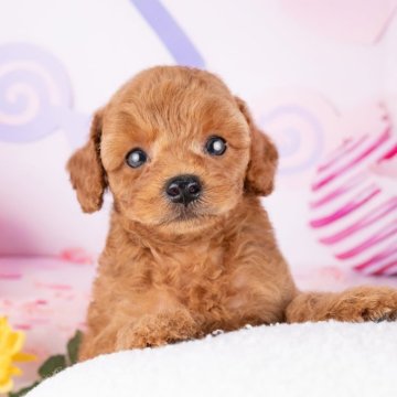トイプードル(トイ)【岐阜県・男の子・2025年8月16日・レッド】の写真「10/11㈯ワンちゃん大集合見学会開催🎉」