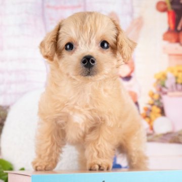 マルプー(トイプードル×マルチーズ)【岐阜県・男の子・2025年9月21日・アプリコット】の写真「12/13㈯・28㈰ワンちゃん大集合見学会開催🎉」