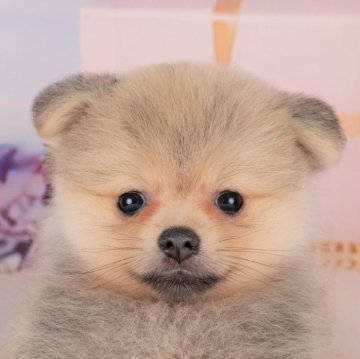 ポメラニアン【岐阜県・男の子・2025年6月24日・オレンジセーブル】の写真「ブリーダーアワード岐阜県No1！当日見学OK✨」
