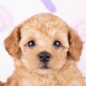 トイプードル(トイ)【岐阜県・男の子・2025年9月17日・アプリコット】の写真「11/8㈯・23㈰ワンちゃん大集合見学会開催🎉」