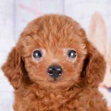 トイプードル(トイ)【岐阜県・男の子・2025年7月20日・レッド】の写真「9/28㈰ワンちゃん大集号見学会開催🎉」